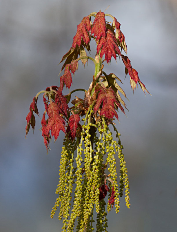 IMG_0371 Oak Tassles