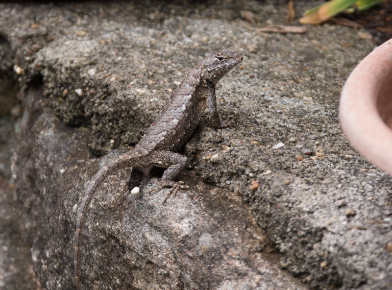 Eastern Fence Lizard