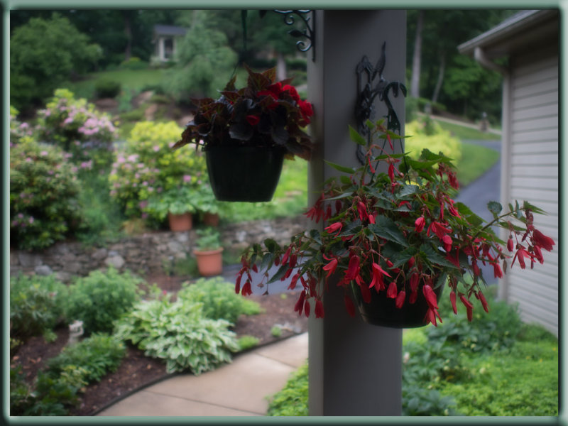 Begonia Bossa Nova Red