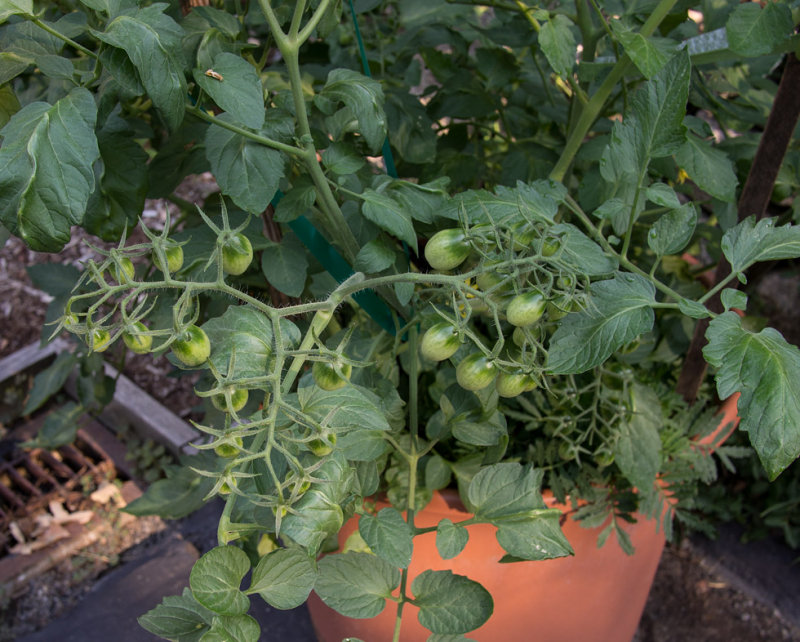 Container Growing Success!
