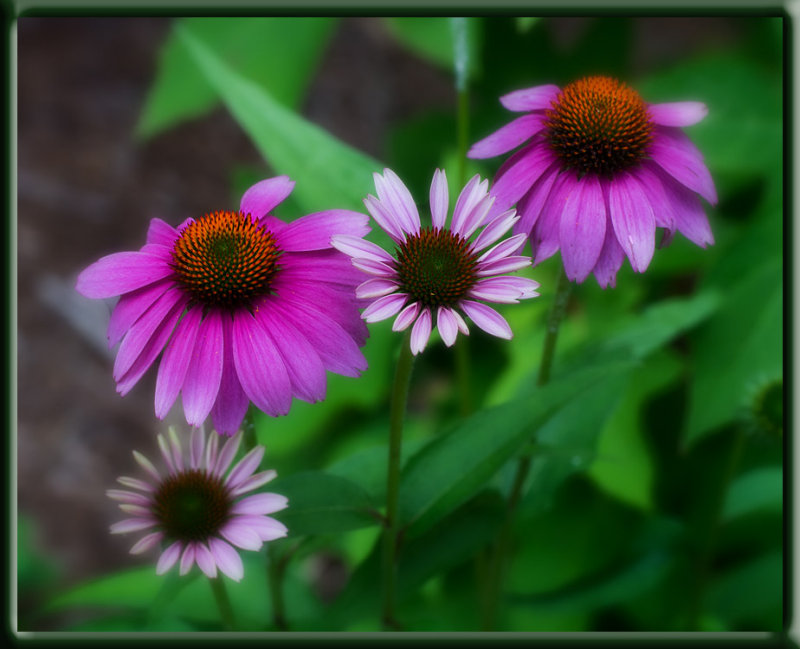 P1130583 Coneflowers