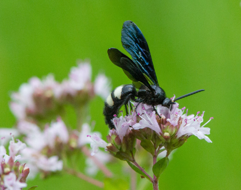 IMG_0845 Scolia Bicinta Wasp on Oregano Blossoms