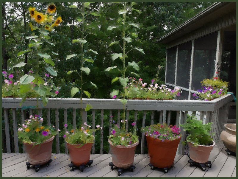 Deck Plantings