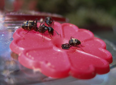 Bye Bye Hummingbird Feeder