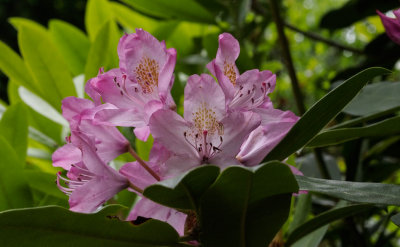 _6050038 Translucent  Rhododendron