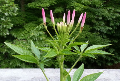 Cleome before opening
