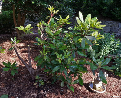 Severely Pruned Rhododendron