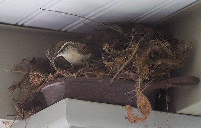 _MG_8393 New Nest in My Front Entryway