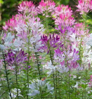_1090057 Crowd of Cleome