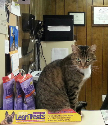 vet office cat while I wait