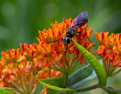 _MG_8440 Mud Dauber Wasp