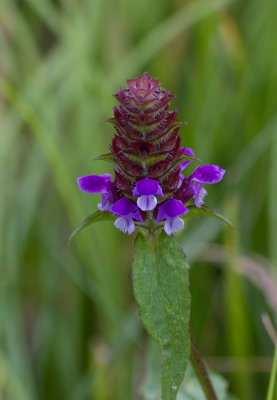 _MG_8473 BRPKWY Purple Flower.jpg