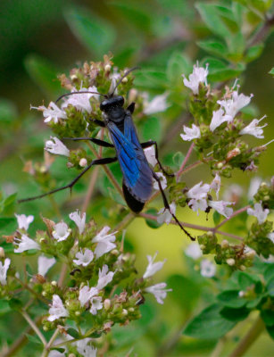 _109041 Mud Dauber Wasp on Oregano Blossoms
