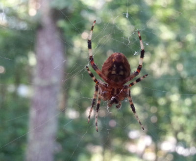 20130810_095552 Macro Mode