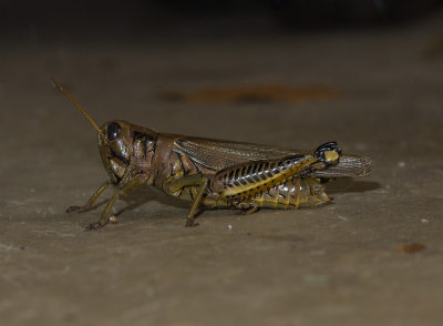 P9176781 Grasshopper Flash EPL1