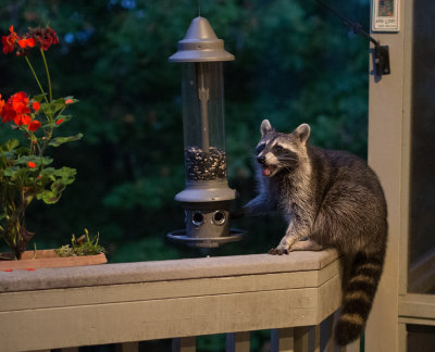 Persistent Raccoon