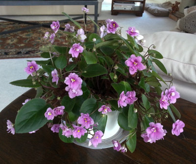 Happy Trailing African Violet