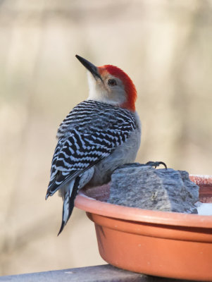 _MG_9902 Vigilant Red Bellied Woodpecker