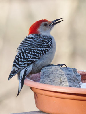 _MG_9898 Red Bellied Woodpecker