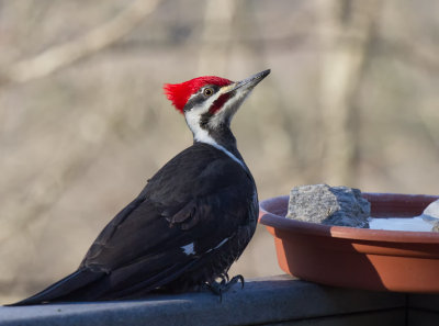 _MG_9887 Male Pileated Woodpecker on Guard