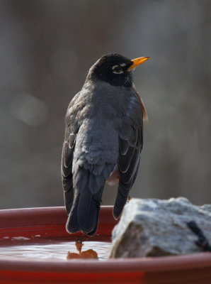 _MG_9997 American Robin from Back