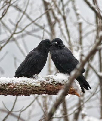 _MG_7768 Crow pair in tree