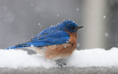 _MG_7788 Puffed up male bluebird in snow