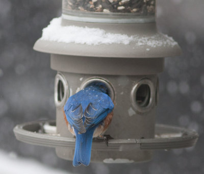 _MG_7791 Male Bluebird at Seed Feeder