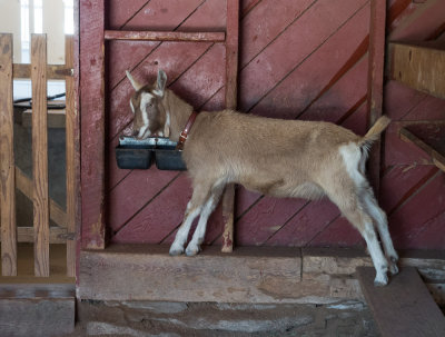 P3090016 Goat in Barn at Connemara