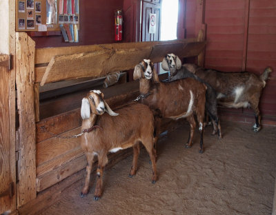 P3090005 Connemara Goat Barn