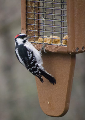 P3170070 Male Downy Woodpecker