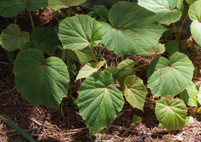 P5200016 Perennial Begonia Leaves