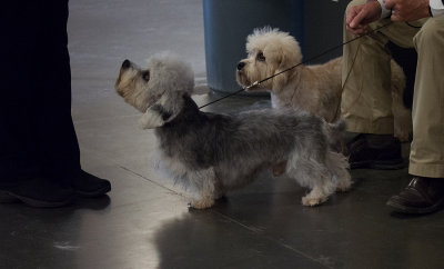 SIL30022 Two Dandie Dinmonts in Dark Arena