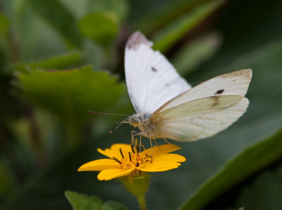 _MG_7906  Butterfly on Chrysogonum Virginianum