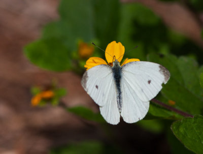 _MG_7911 Butterfly on Chrysogonum Virginianum