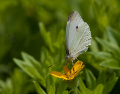 _MG_7913 Butterfly on Chrysogonum Virginianum