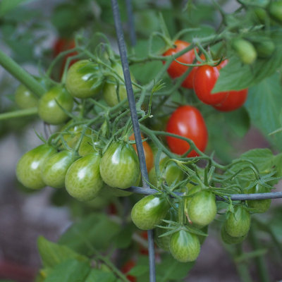P7070049 Grape Tomatoes