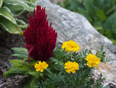 P7070045 Celosia and Marigolds
