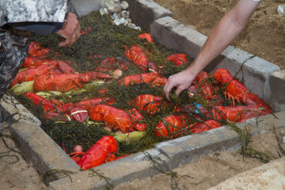 _MG_0491 Wow What Huge Lobsters!