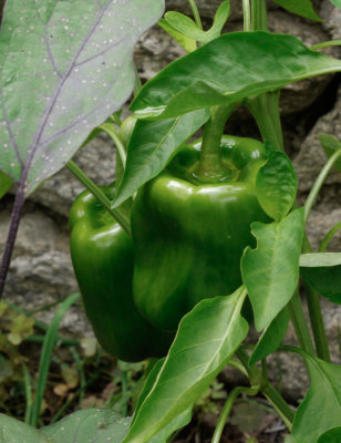 _1110817 Peppers