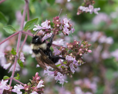 _1110822 Bee on oregano blossoms