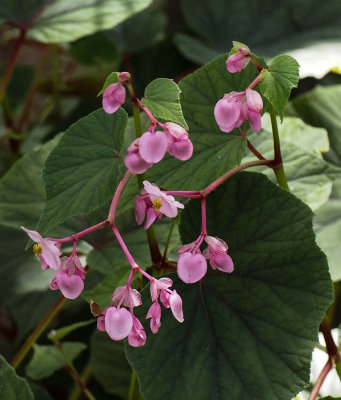 SIL70152 Hardy Begonia Blossoms