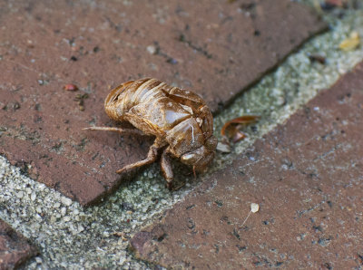 SIL30003 discarded cicada exoskeleton