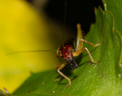 _MG_0644 Intimidating, huh? Red-headed Bush Cricket