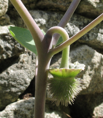 IMG_7558 Moonflower Seedpod