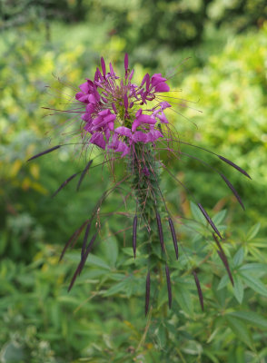 P8190181 Cleome - generous giver