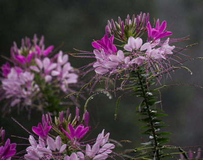P9050016 Cleome after the rain