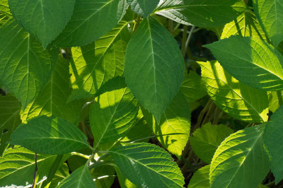 SIL00046 Hydrangea Leaves