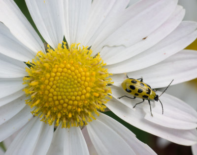 P1010897 Spotted cucumber beetle?