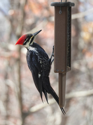 _B180183 Female Pileated Woodpecker